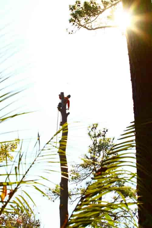 Worker Trimming a Large Tree — Myrtle Beach, SC — Mr. D's Tree & Landscaping Service LLC