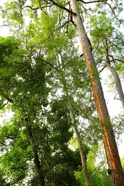Tall Trees — Myrtle Beach, SC — Mr. D's Tree & Landscaping Service LLC