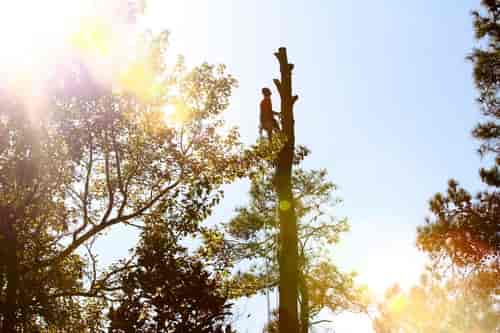 Arborist at Work — Myrtle Beach, SC — Mr. D's Tree & Landscaping Service LLC