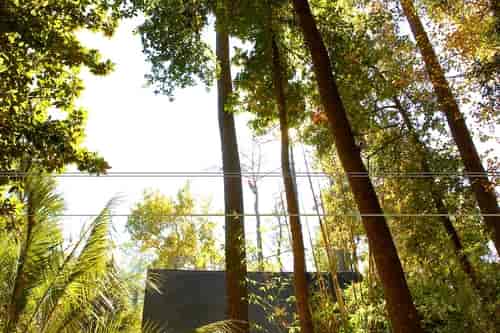 Tree Dry Branches — Myrtle Beach, SC — Mr. D's Tree & Landscaping Service LLC