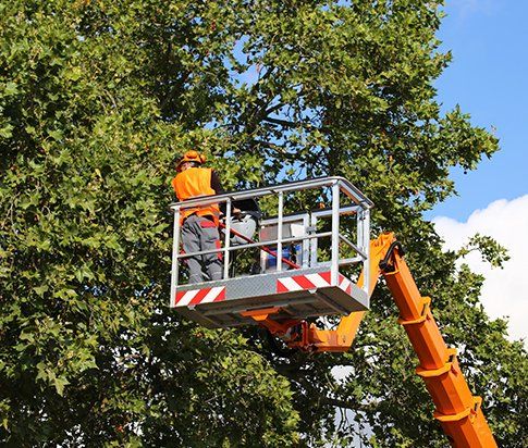 Professional Tree Pruning — Myrtle Beach, SC — Mr. D's Tree & Landscaping Service LLC Professional Tree Pruning — Myrtle Beach, SC — Mr. D's Tree & Landscaping Service LLC