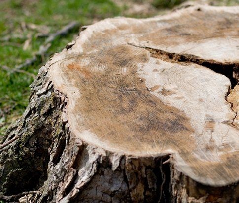 Up Close of Tree Stump — Myrtle Beach, SC — Mr. D's Tree & Landscaping Service LLC Up Close of Tree Stump — Myrtle Beach, SC — Mr. D's Tree & Landscaping Service LLC