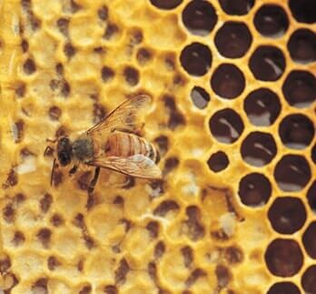 Honeycomb and bee — Bee Removal in Los Angeles, CA Honeycomb and bee — Bee Removal in Los Angeles, CA