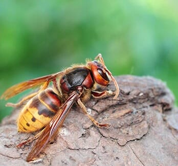 Giant Hornet — Bee Removal in Los Angeles, CA Giant Hornet — Bee Removal in Los Angeles, CA