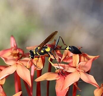 Wasp — Bee Removal in Los Angeles, CA Wasp — Bee Removal in Los Angeles, CA