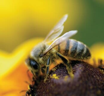 Honeybee Brown-Eyed — Bee Removal in Los Angeles, CA Honeybee Brown-Eyed — Bee Removal in Los Angeles, CA
