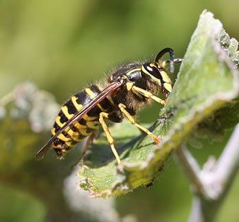 Yellowjacket — Bee Removal in Los Angeles, CA Yellowjacket — Bee Removal in Los Angeles, CA