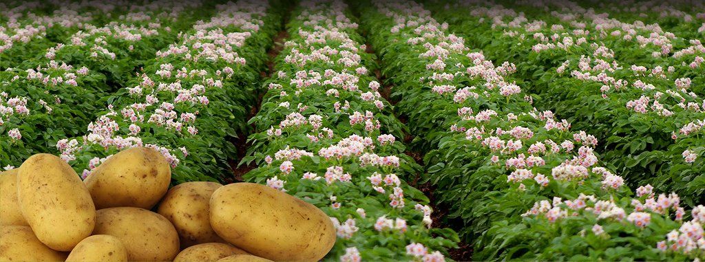 Potatoes