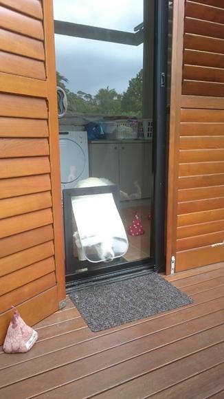 dog coming through dog door