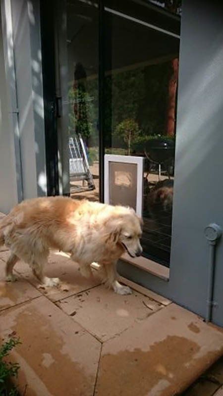 dog standing by doggie door