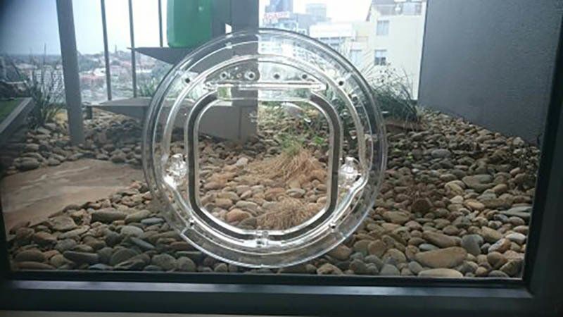 dog door in glass