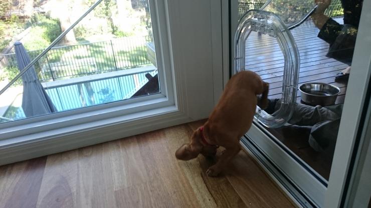 dog coming through dog door