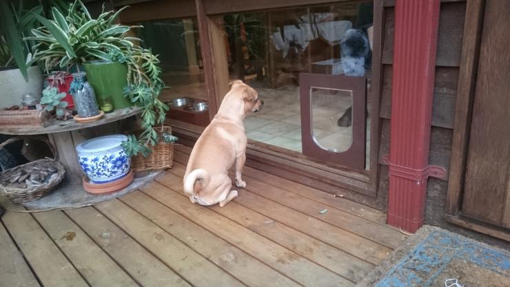 small dog looking at dog door