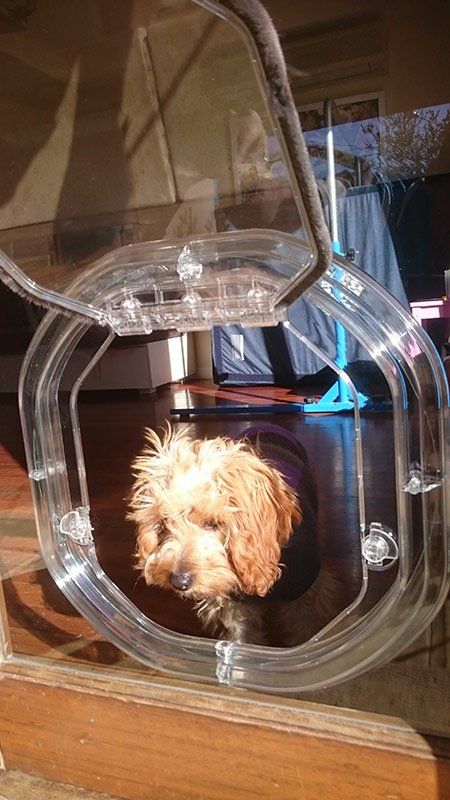 dog walking through dog door