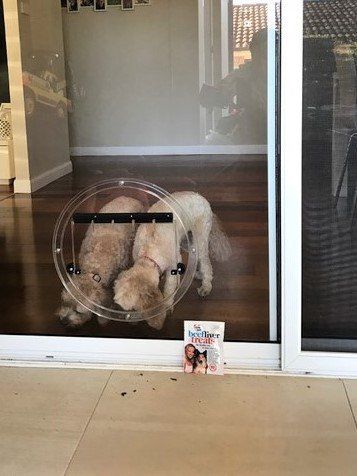 two dogs by dog door