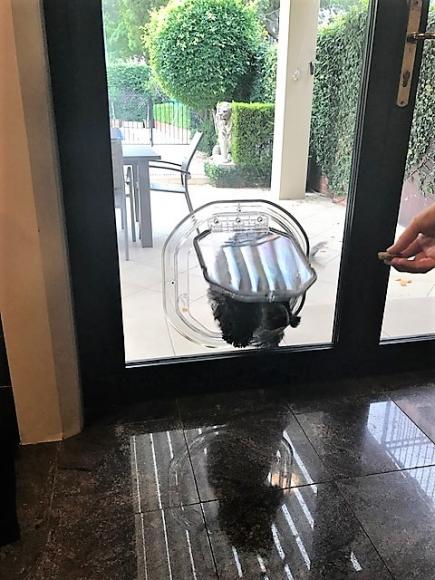 dog walking through dog flap