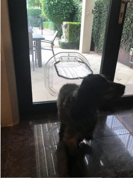 dog learning to use a dog door