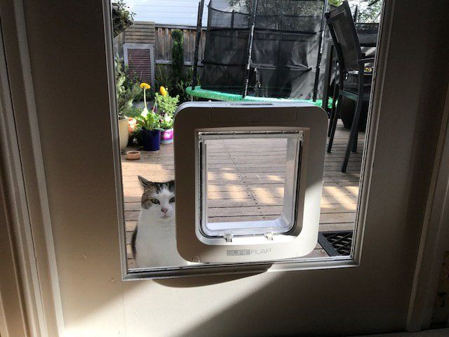 cat standing by cat door