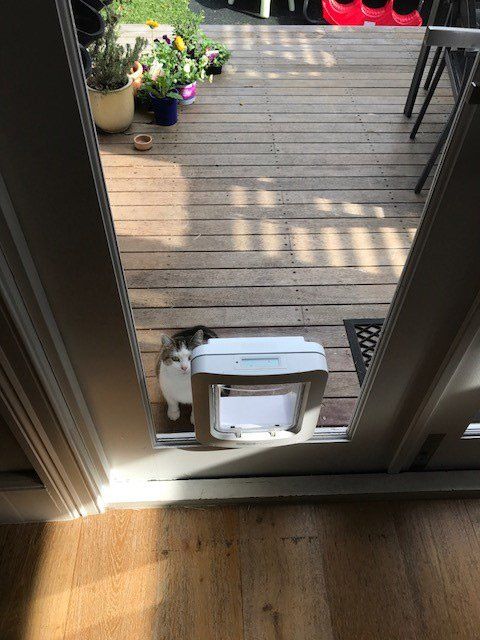 cat standing by cat door