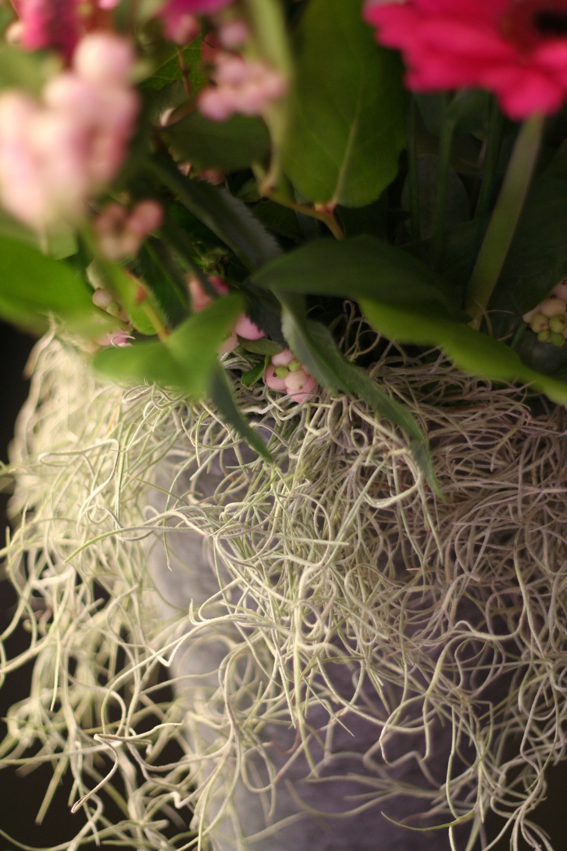 Airplant