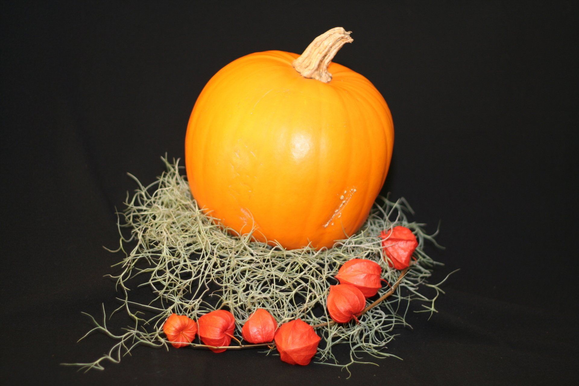 Airplant