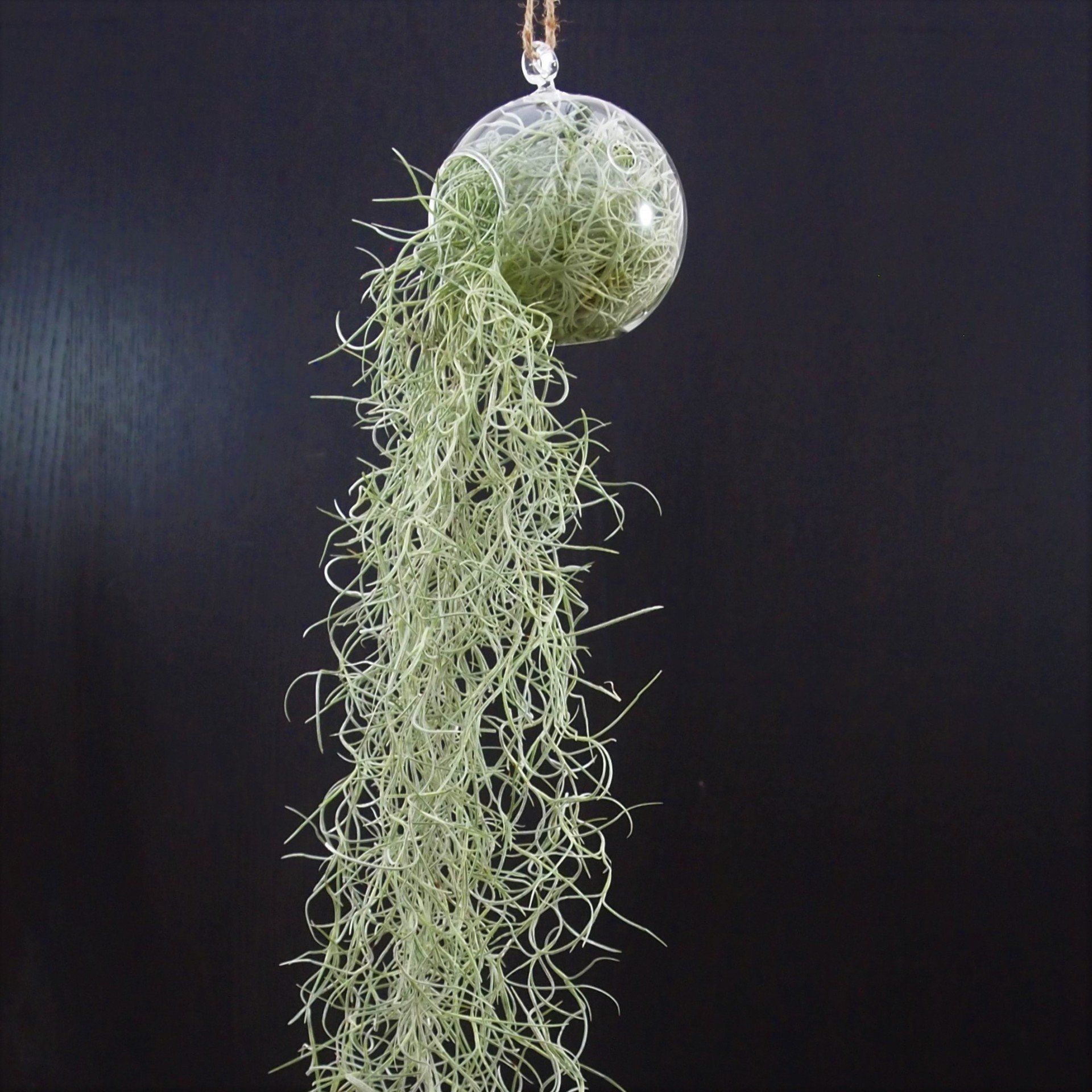Airplant