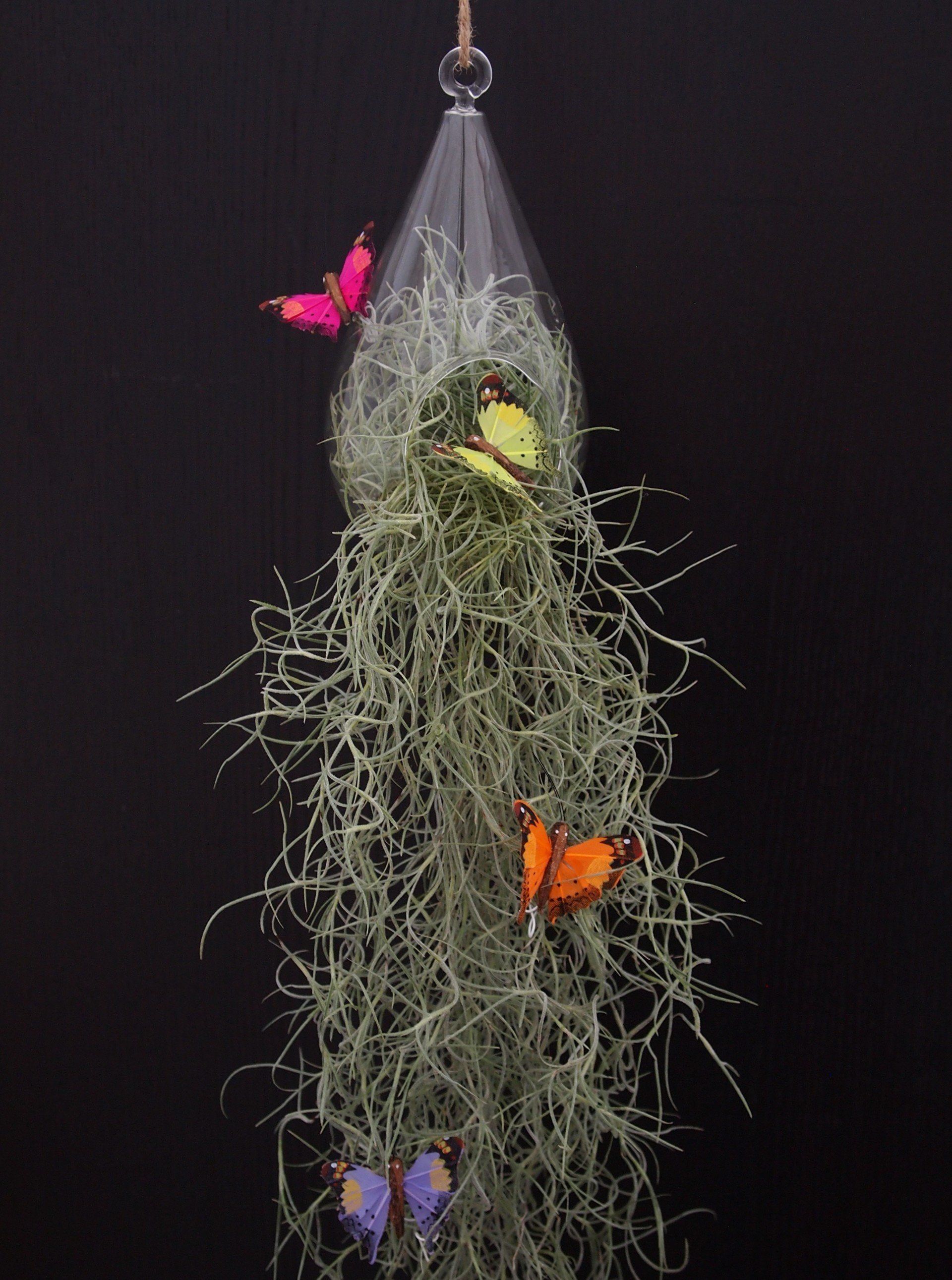 Airplant