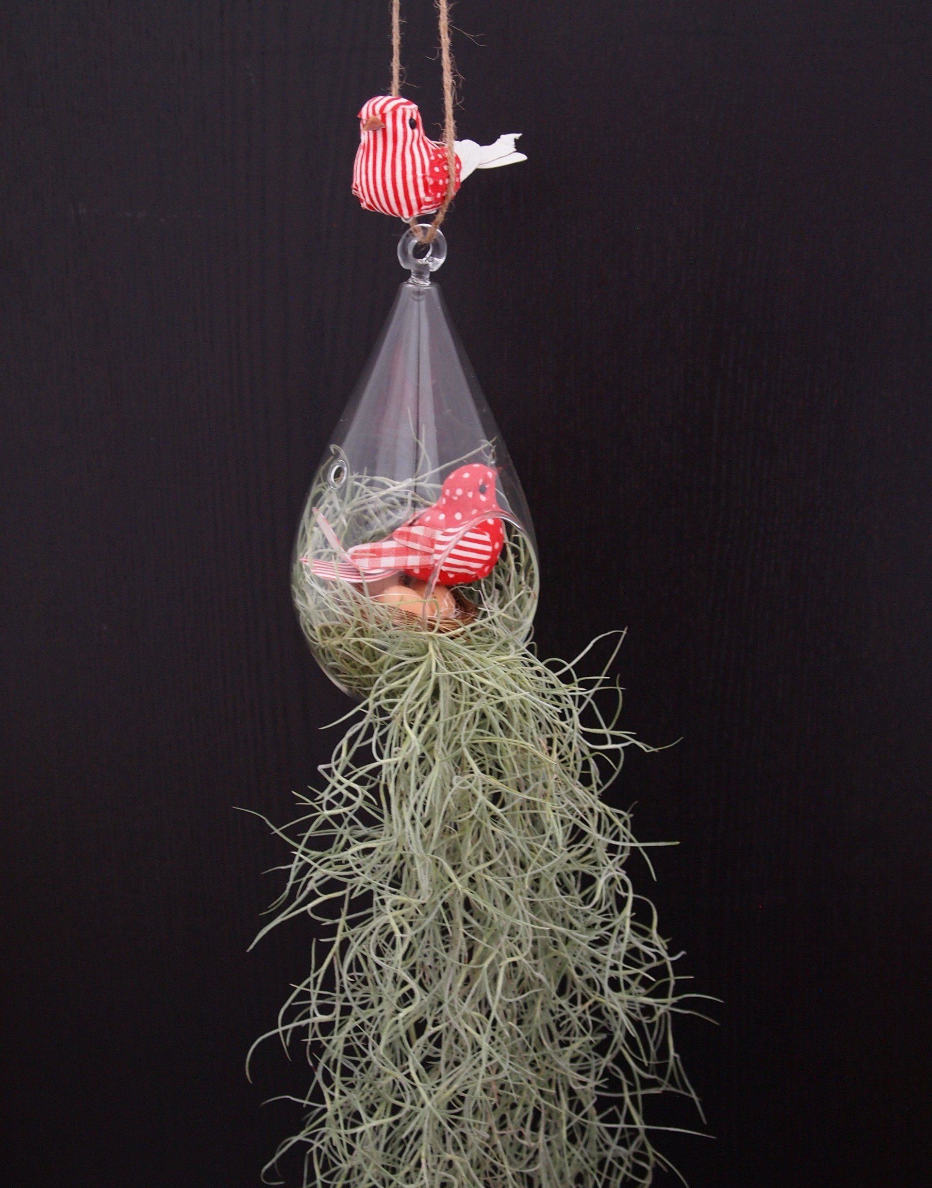 Airplant