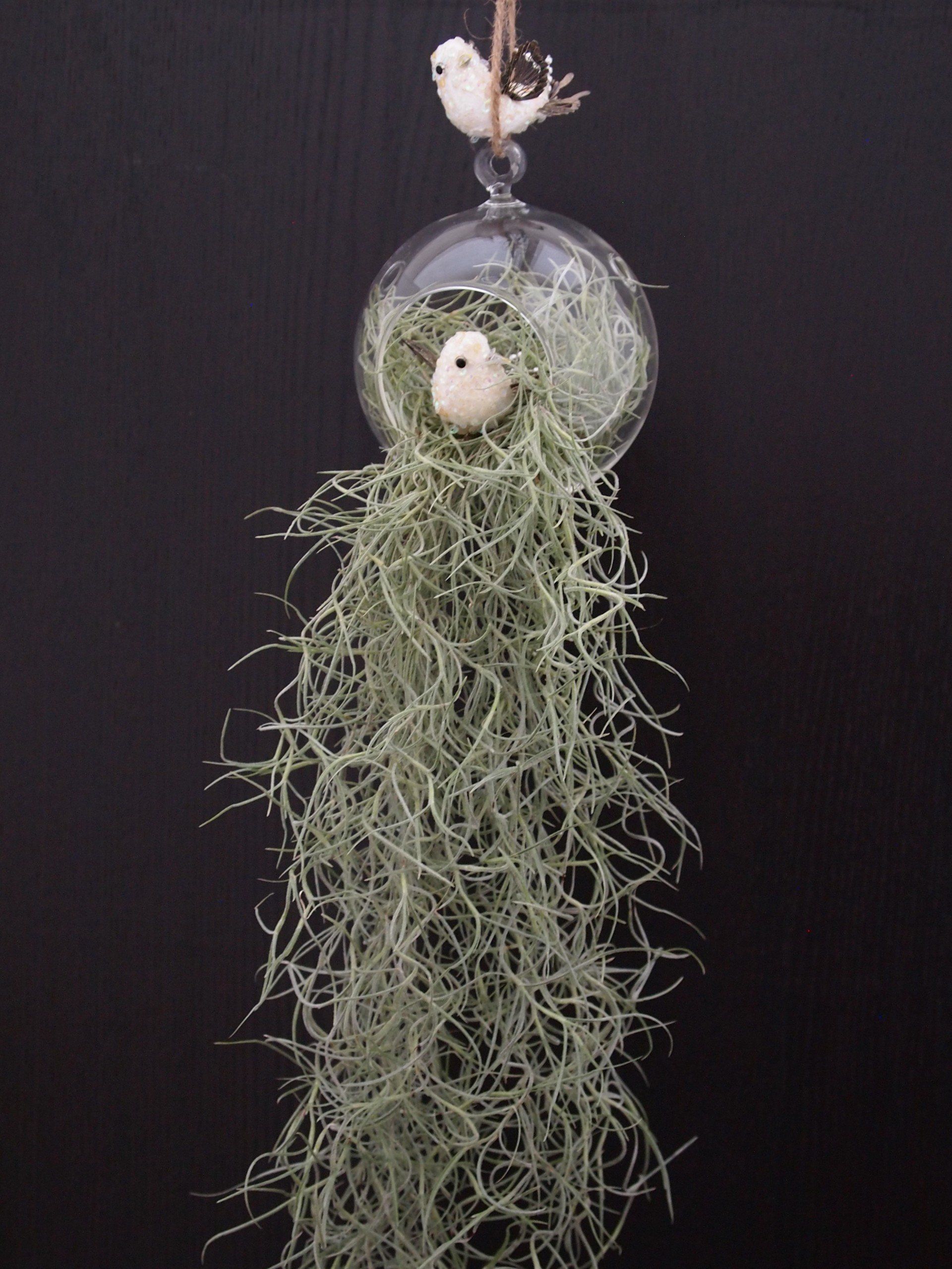 Airplant