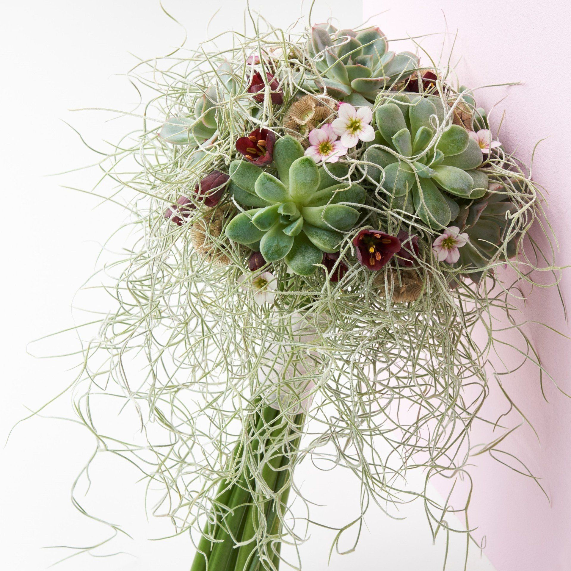 tillandsia usneoides