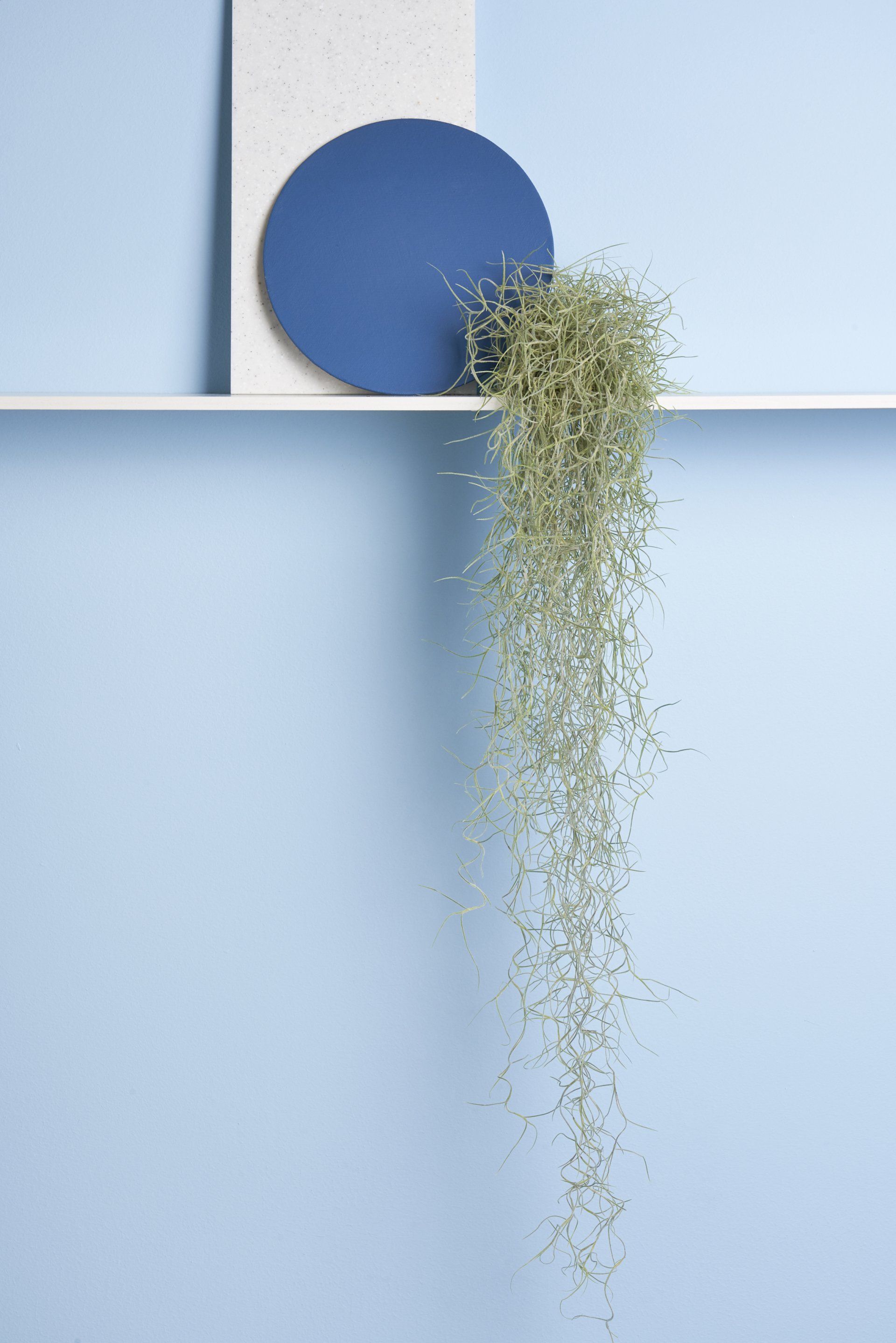 usneoides