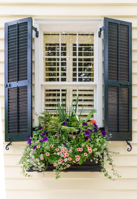 Window with Flower Box Photo