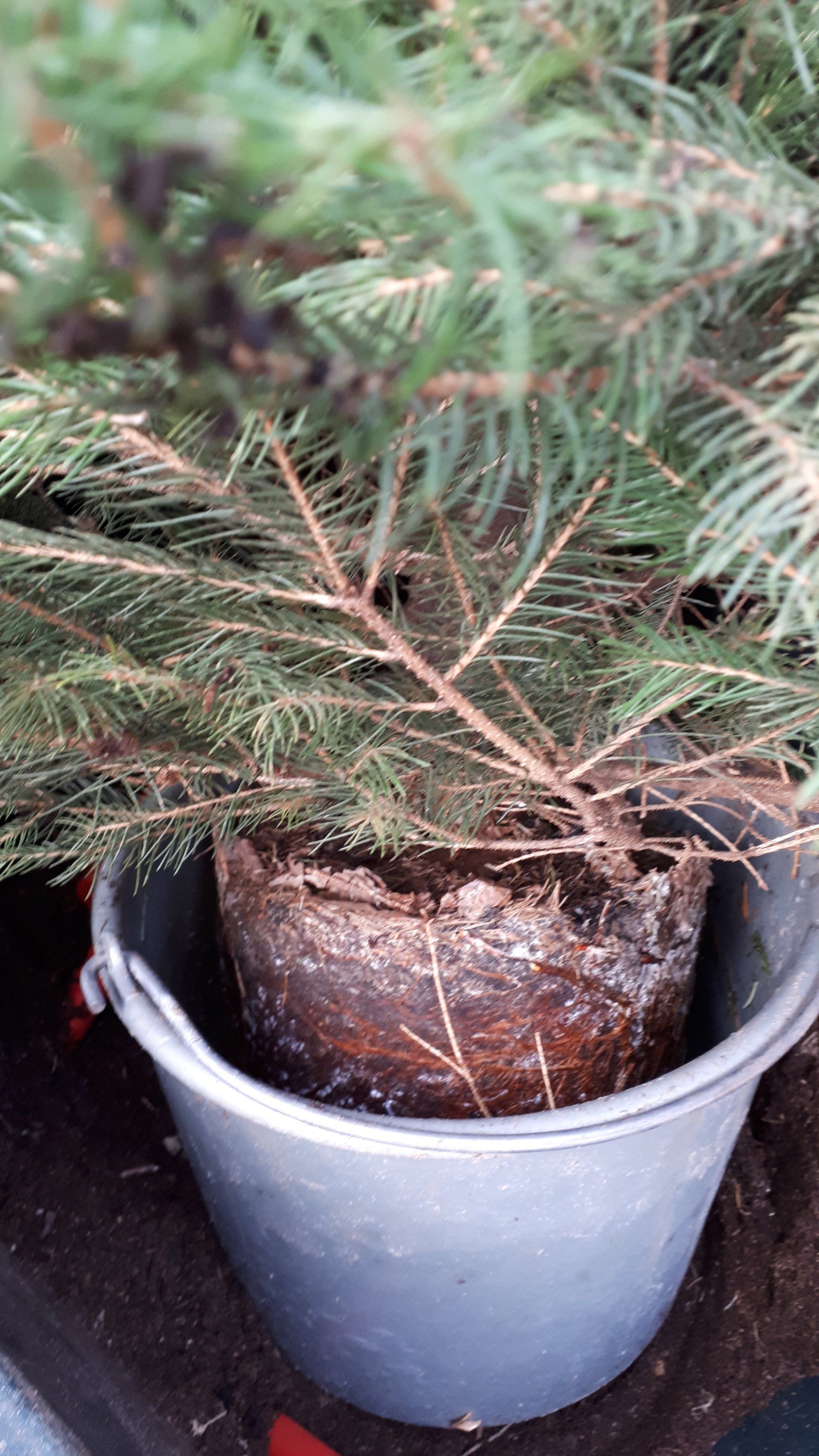 Wortelkluit van de kerstboom zuigt zich vol water