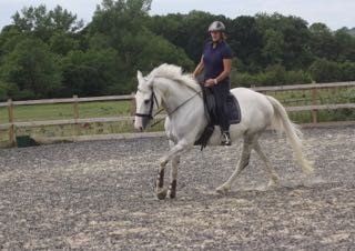 white horse