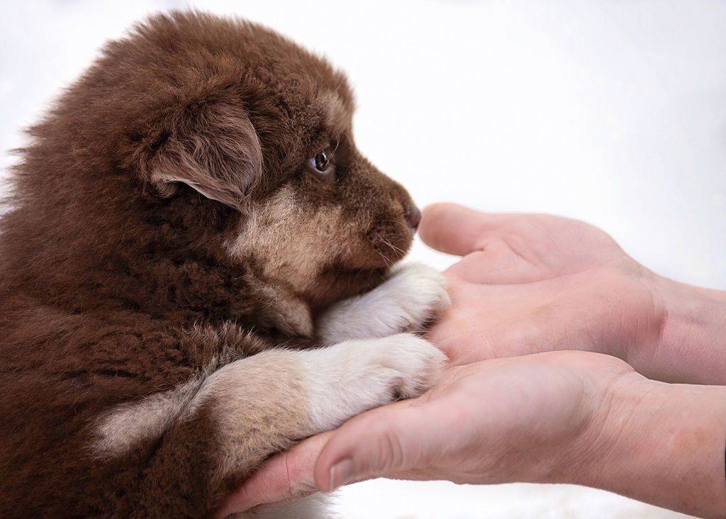 pomsky puppies for sale uk