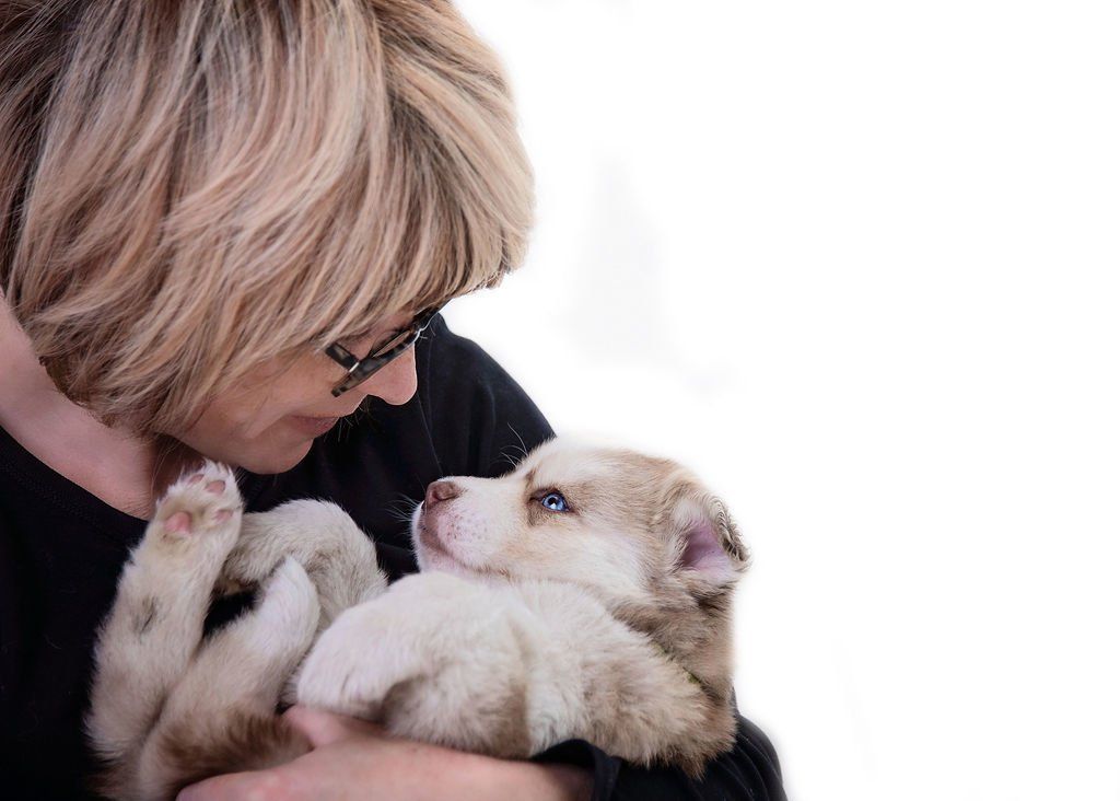 Cocoafrost Pomsky UK Breeder
