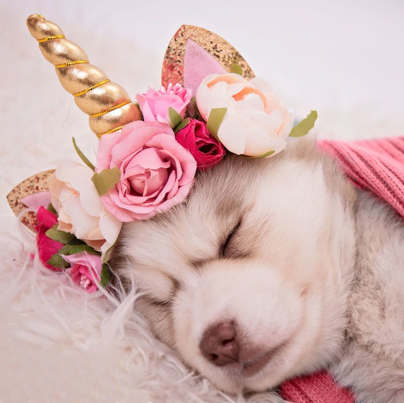 F2b Pomsky