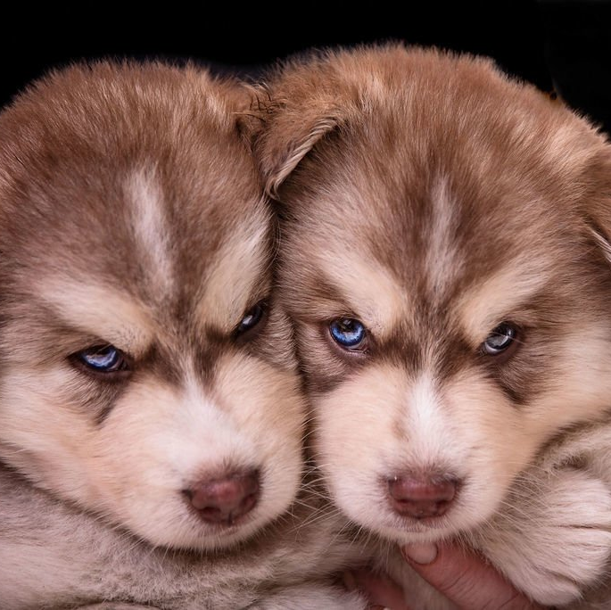 F1b Pomsky