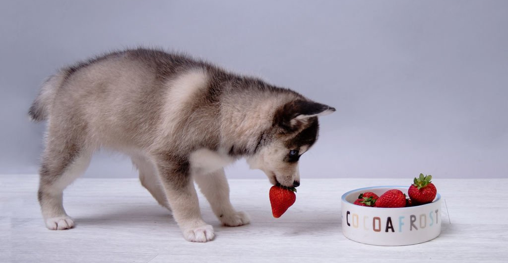 F2 Pomsky UK