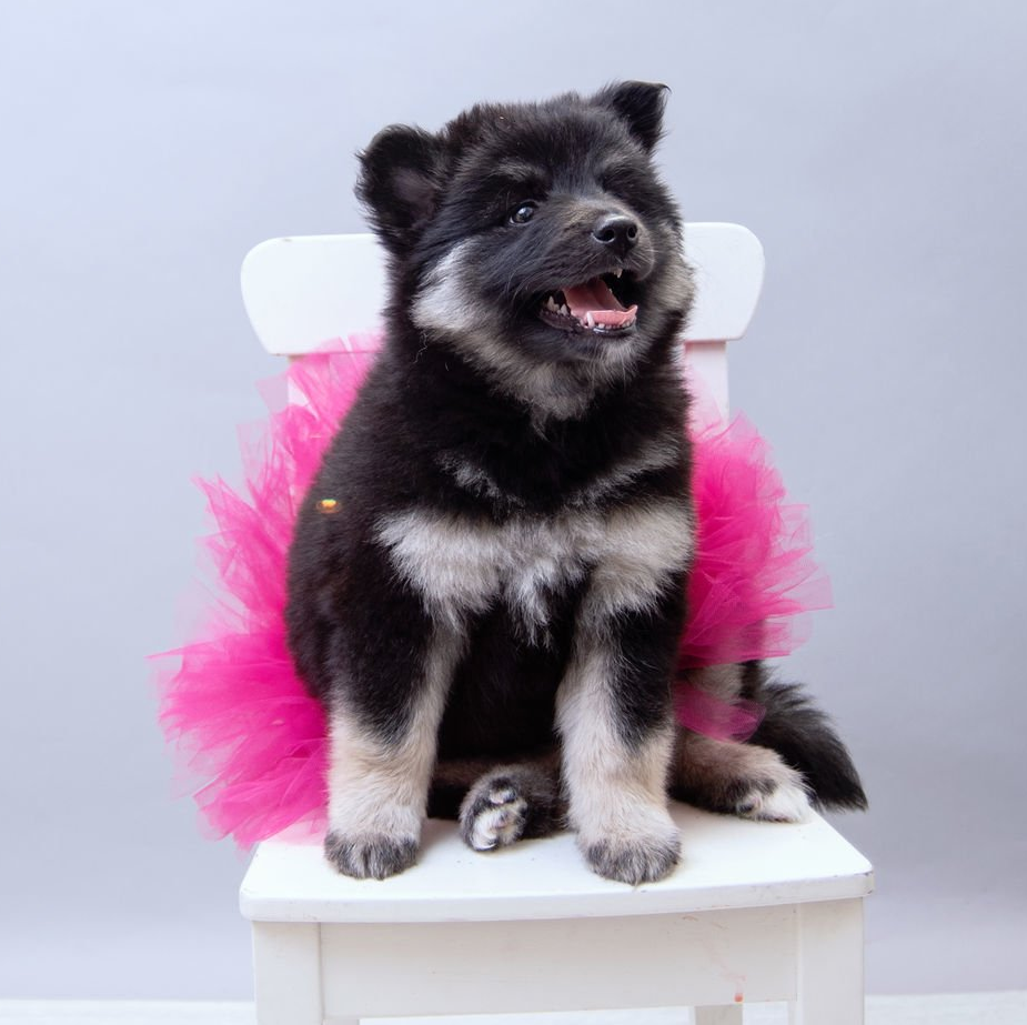 F2 Pomsky