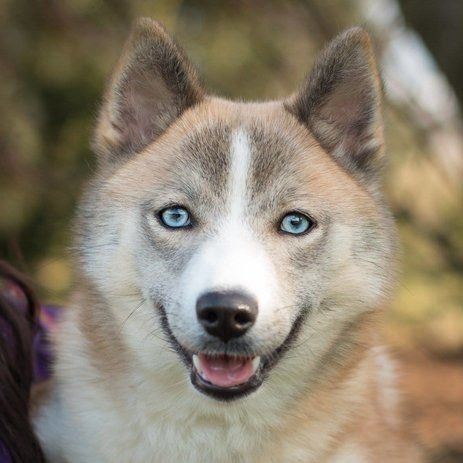 Pomsky For Sale UK