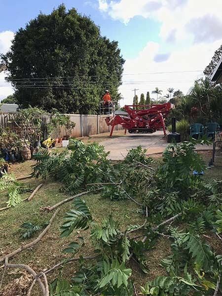 A Red Spider Lift being used to prune a tree in Lismore