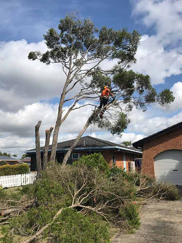 Tree Cutting — Tree Service in Alstonville, NSW