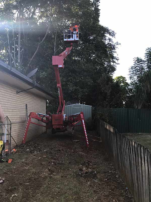 The Red Spider Lift being used to trim a tall tree in a backyard in Lismore