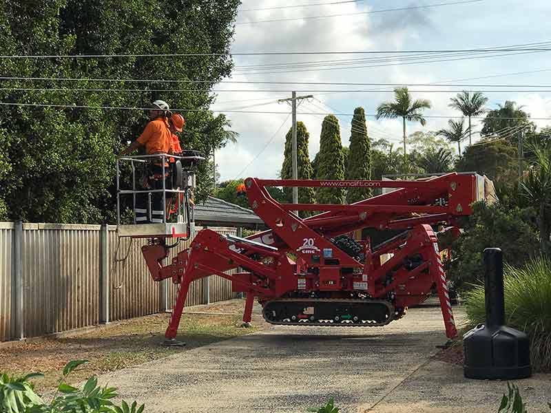 Worker in the Red Spider Lift preparing to prune a large tree