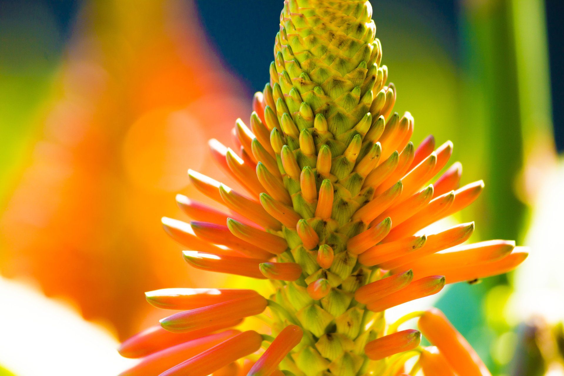 aloe vera skin care benefits