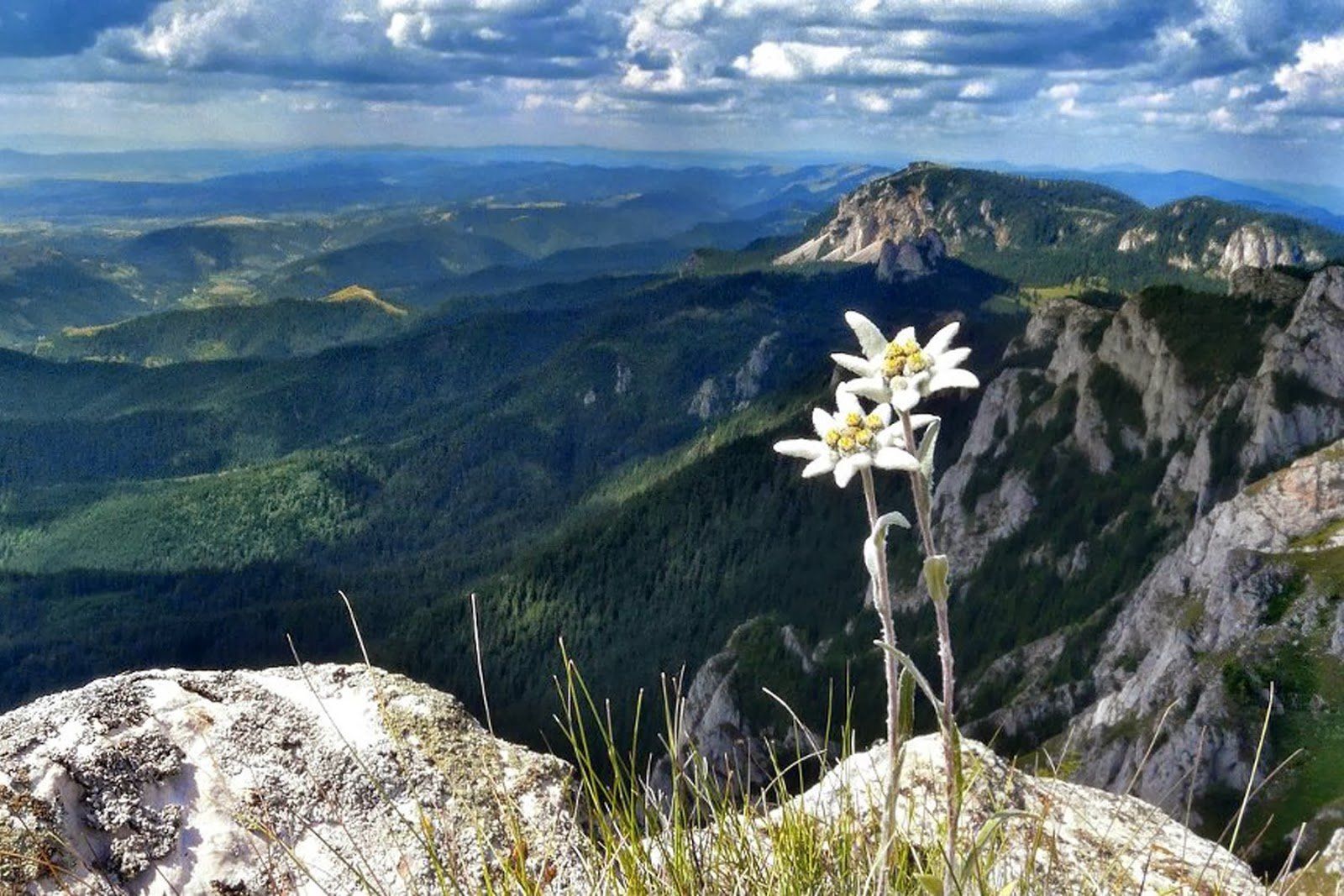 edelweiss mountain flower