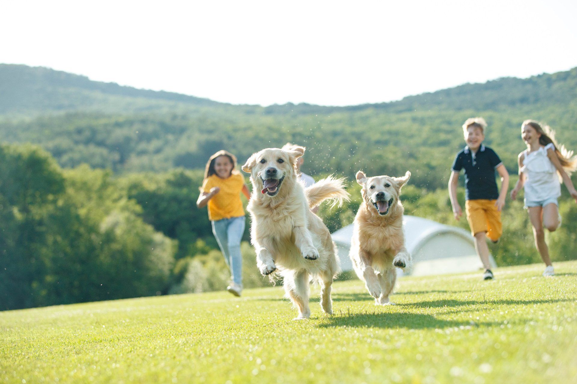 Spelletjes voor honden