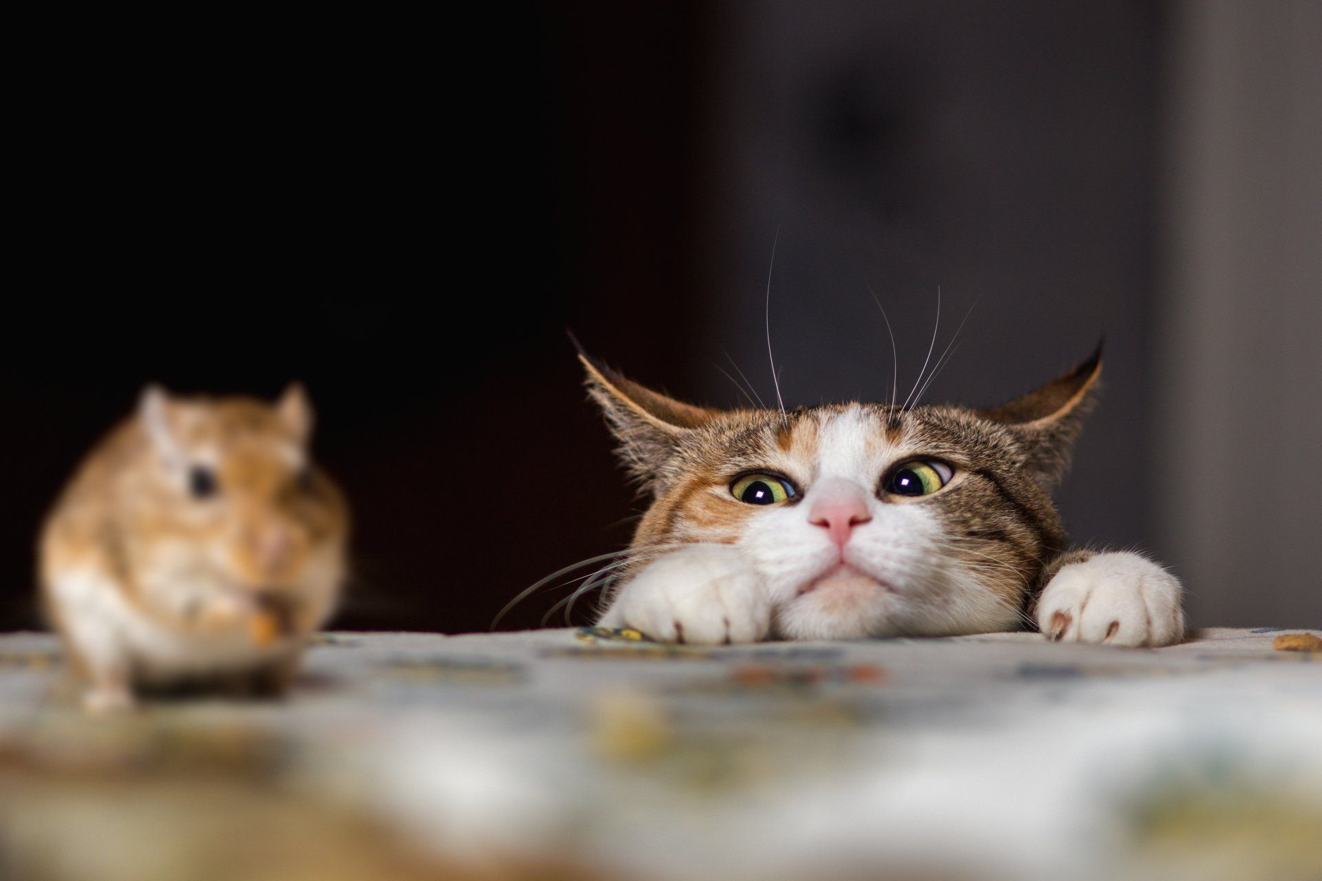 Kat en muis