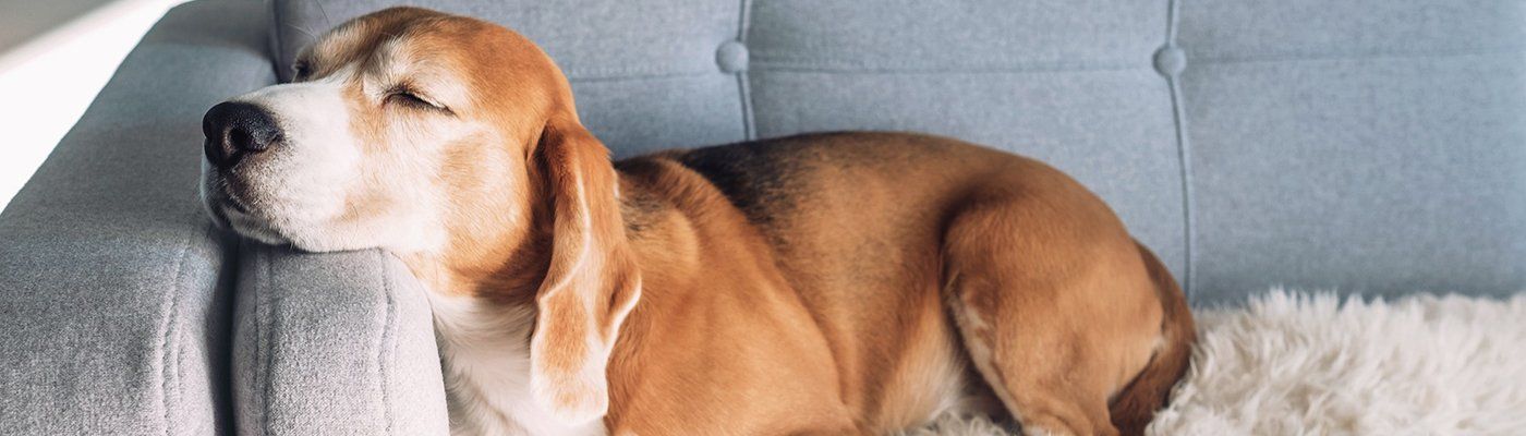 dog on couch